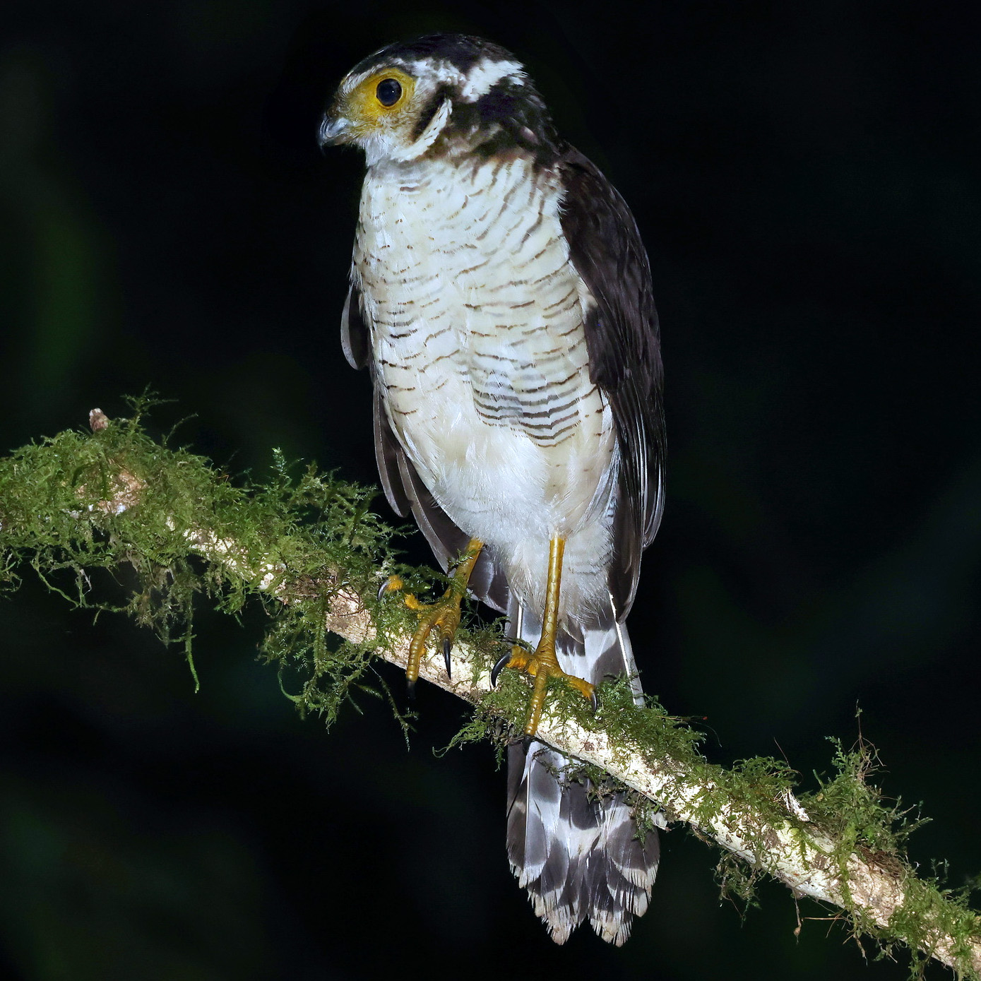 Полуошейниковый ястреб (Accipiter collaris) Фото №4