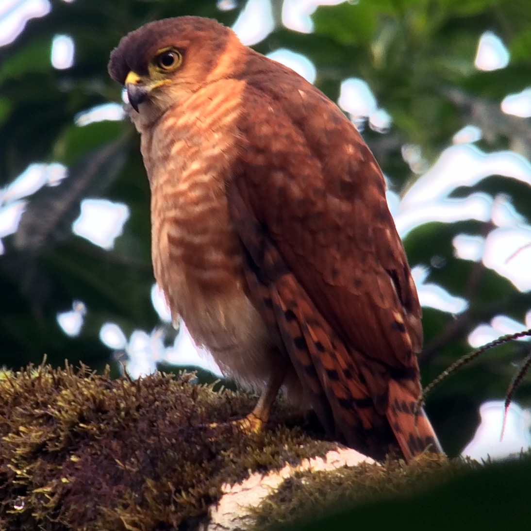 Полуошейниковый ястреб (Accipiter collaris) Фото №5