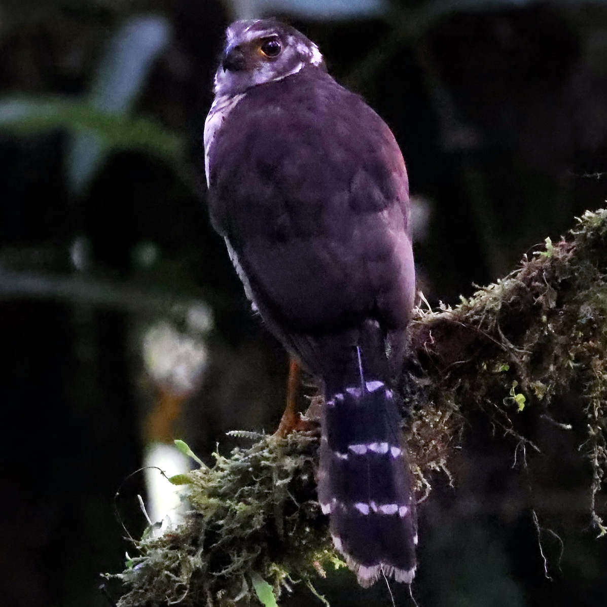 Полуошейниковый ястреб (Accipiter collaris) Фото №6