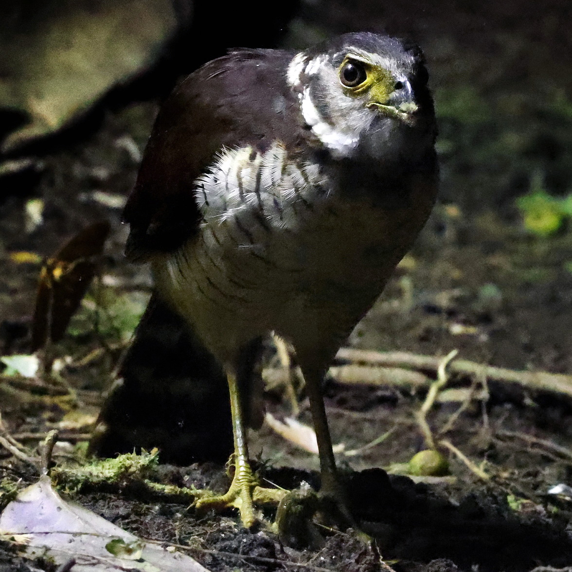 Полуошейниковый ястреб (Accipiter collaris) Фото №7