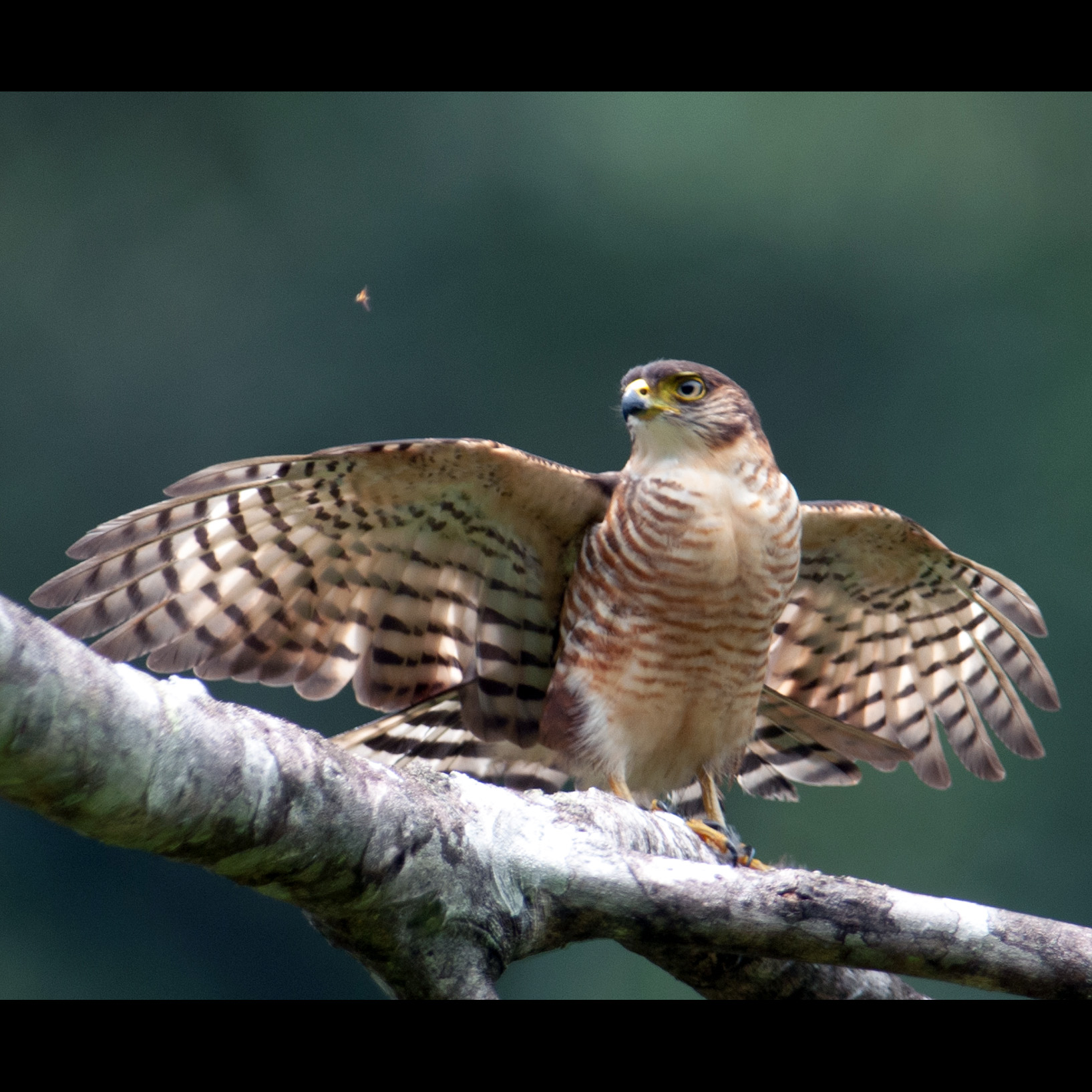 Полуошейниковый ястреб (Accipiter collaris) Фото №8