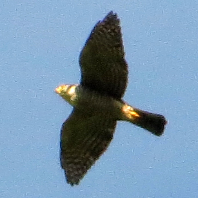 Полуошейниковый ястреб (Accipiter collaris) Фото №9