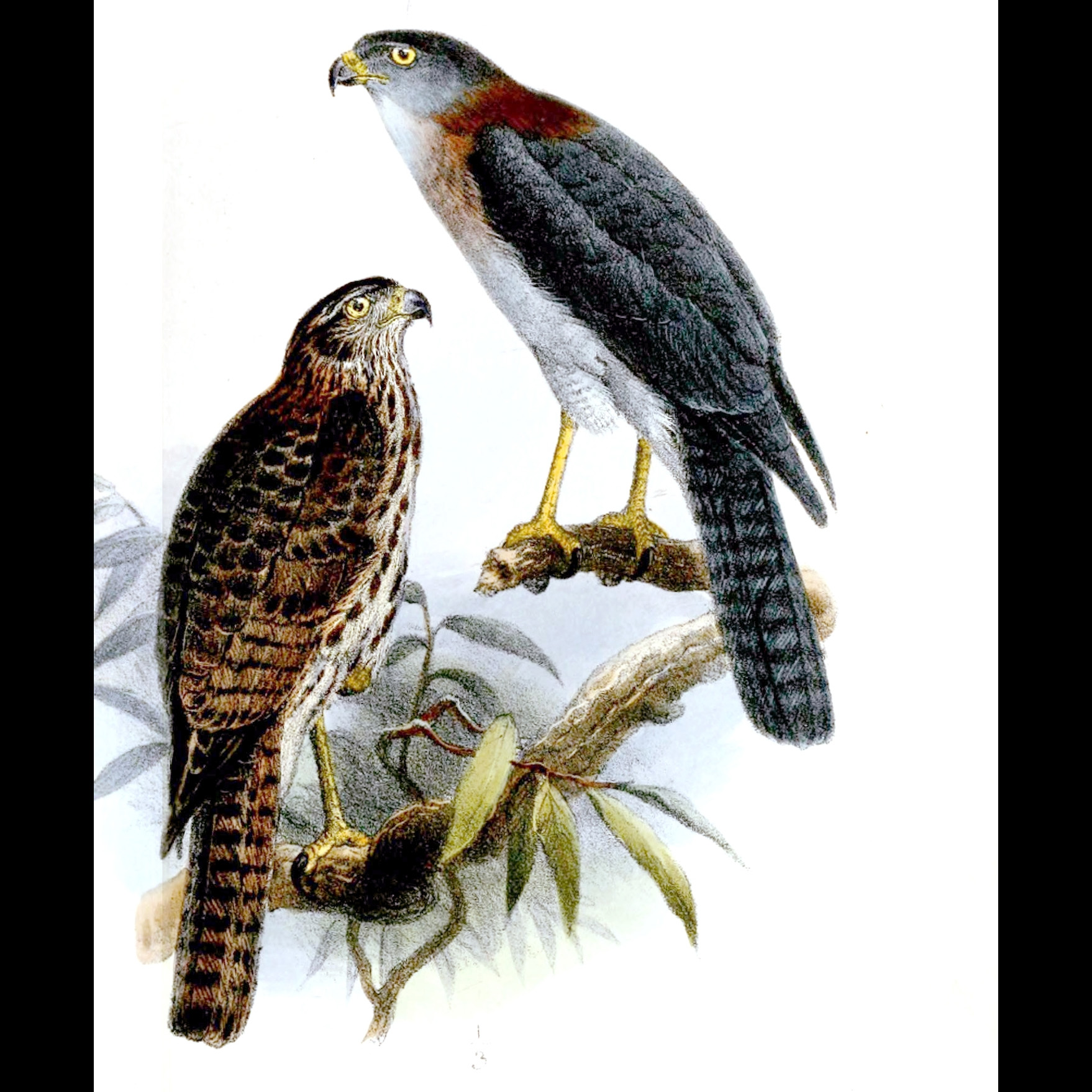 Красношейный ястреб (Accipiter erythrauchen) Фото №10