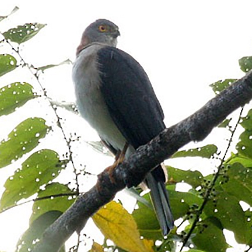 Красношейный ястреб (Accipiter erythrauchen) Фото №2