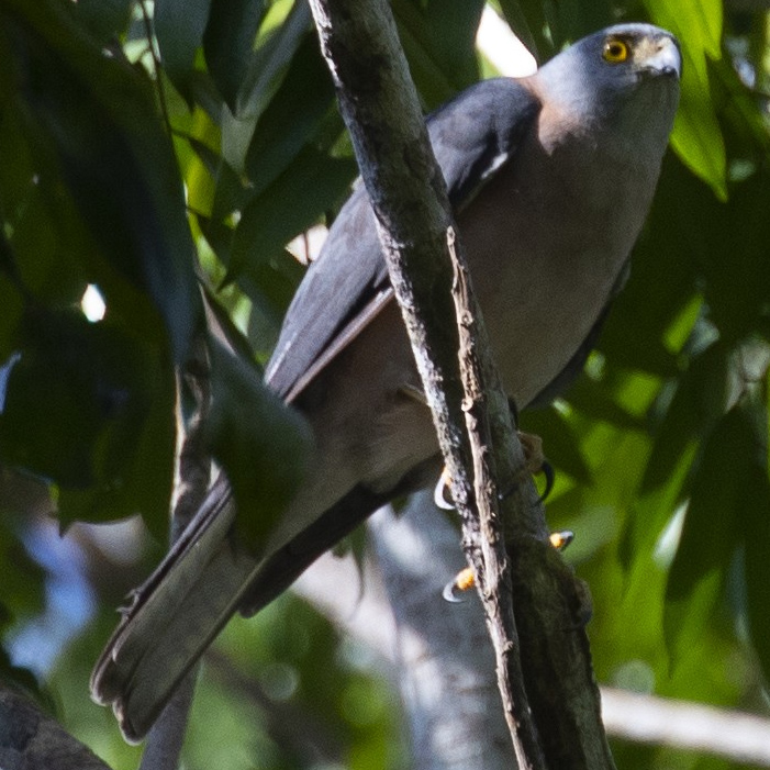 Красношейный ястреб (Accipiter erythrauchen) Фото №3