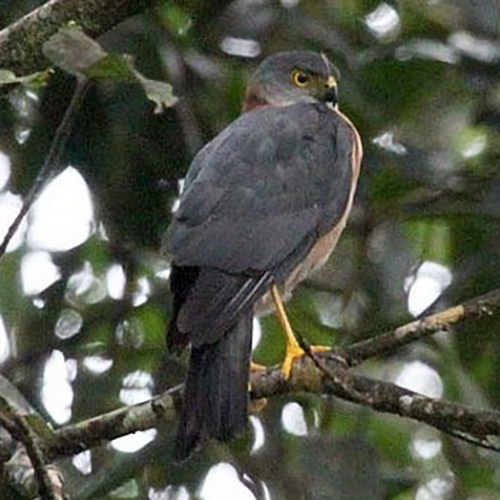 Красношейный ястреб (Accipiter erythrauchen) Фото №4