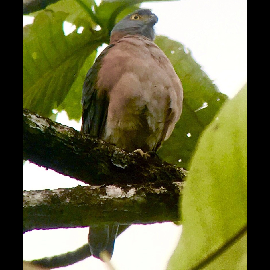 Красношейный ястреб (Accipiter erythrauchen) Фото №5