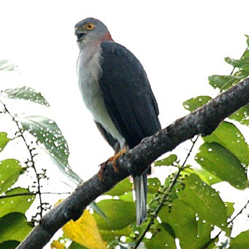 Красношейный ястреб (Accipiter erythrauchen) Фото №6