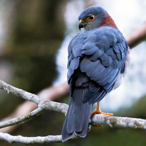 Красношейный ястреб (Accipiter erythrauchen) Фото №7