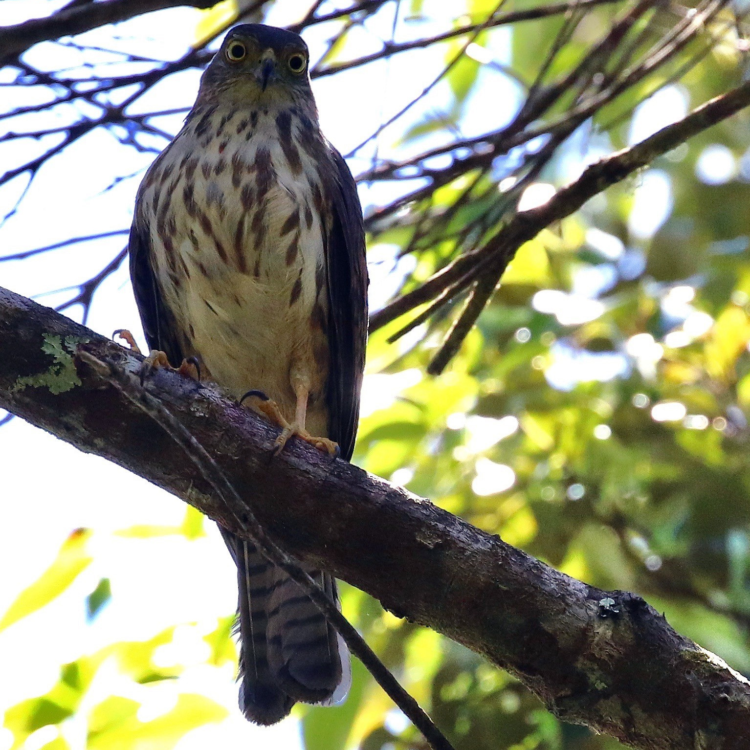 Красношейный ястреб (Accipiter erythrauchen) Фото №8