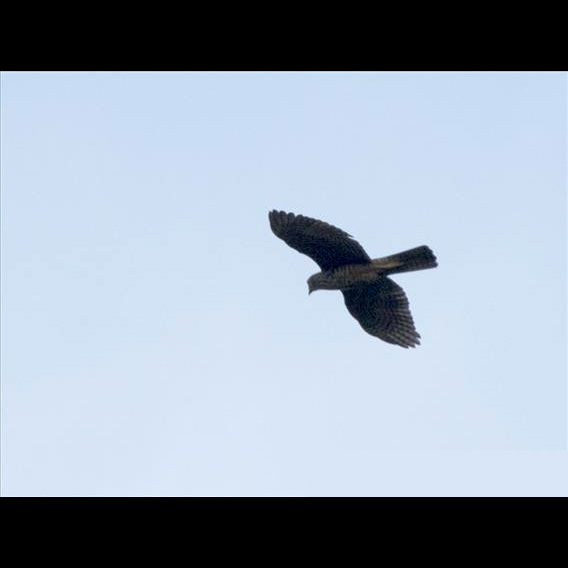 Красношейный ястреб (Accipiter erythrauchen) Фото №9
