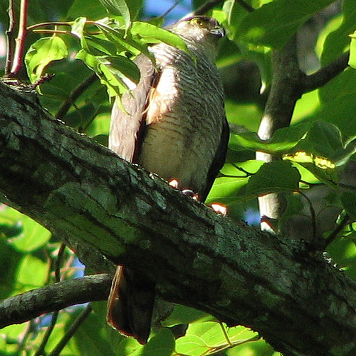 Rufous Thighed Hawk (Accipiter erythronemius) Фото №4