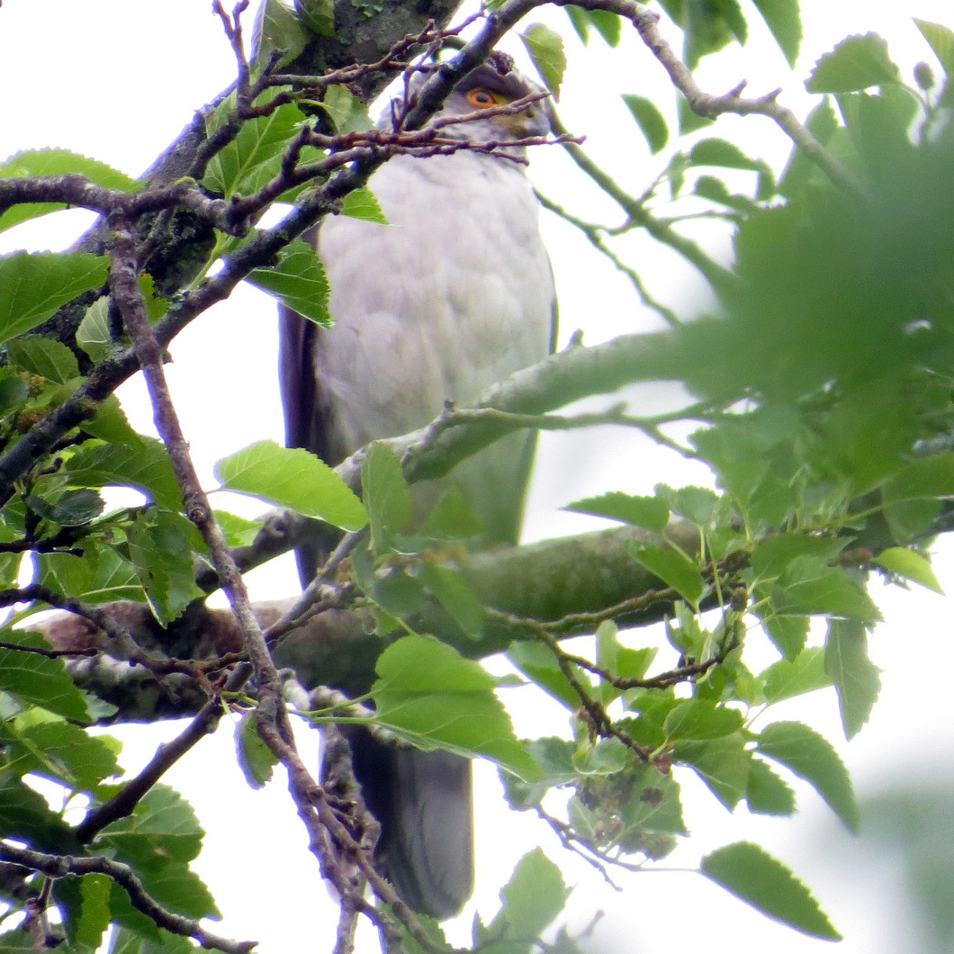 Rufous Thighed Hawk (Accipiter erythronemius) Фото №6