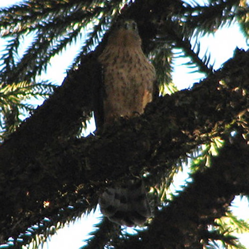Rufous Thighed Hawk (Accipiter erythronemius) Фото №7