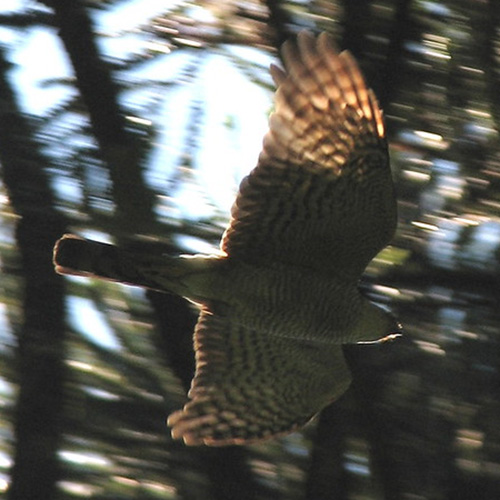 Rufous Thighed Hawk (Accipiter erythronemius) Фото №9