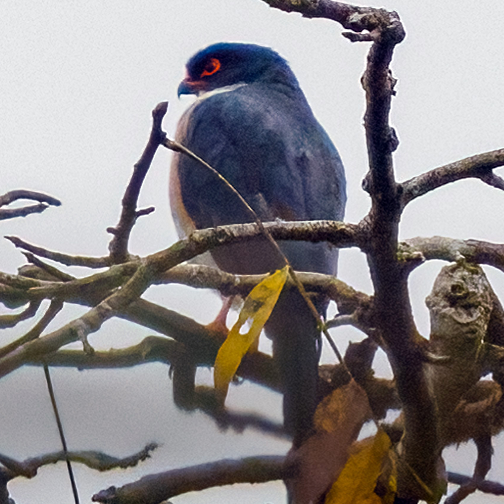 Краснобёдрый ястреб (Accipiter erythropus) Фото №10