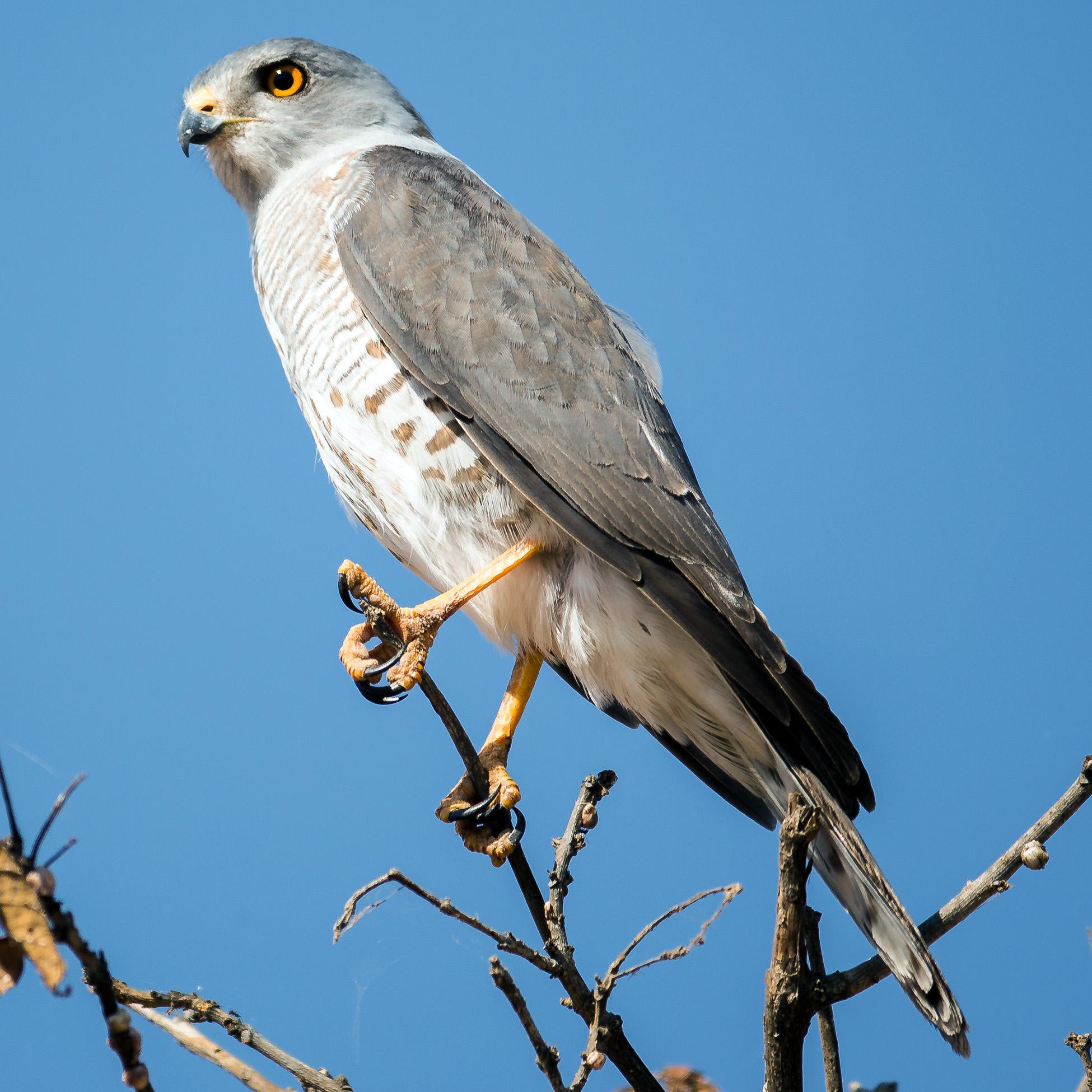 Краснобёдрый ястреб (Accipiter erythropus) Фото №2