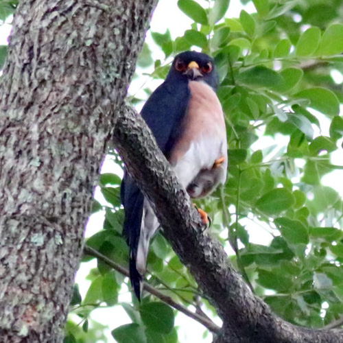 Краснобёдрый ястреб (Accipiter erythropus) Фото №3