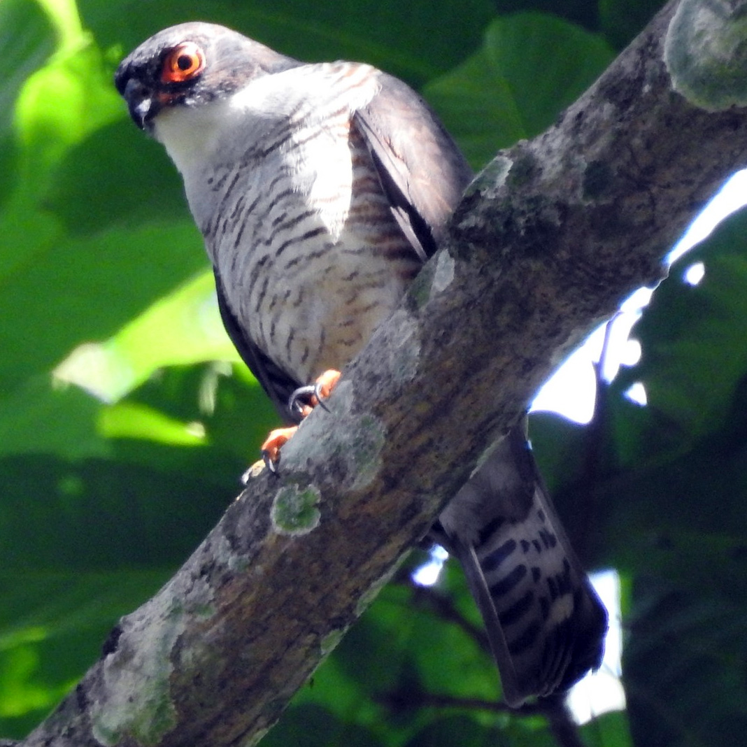 Краснобёдрый ястреб (Accipiter erythropus) Фото №4