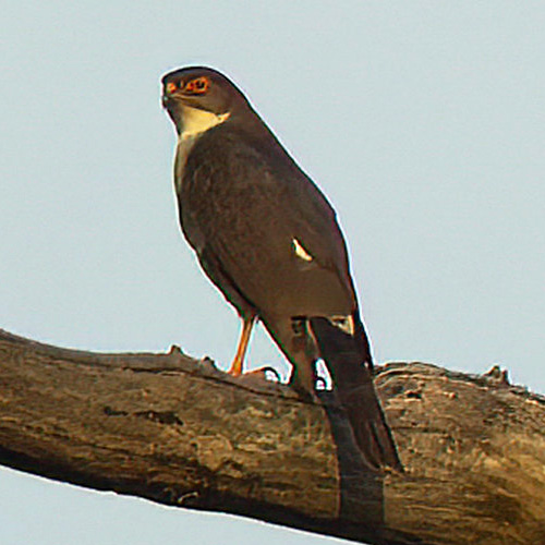 Краснобёдрый ястреб (Accipiter erythropus) Фото №5