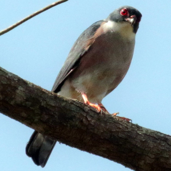 Краснобёдрый ястреб (Accipiter erythropus) Фото №6