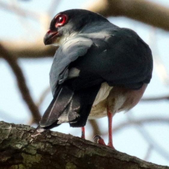 Краснобёдрый ястреб (Accipiter erythropus) Фото №7