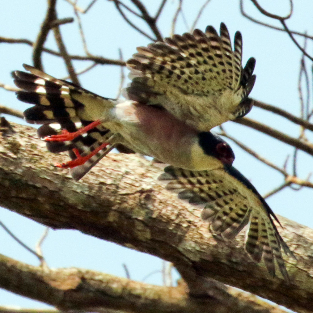 Краснобёдрый ястреб (Accipiter erythropus) Фото №8