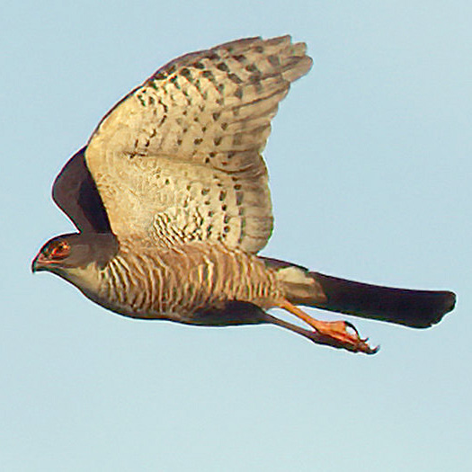 Краснобёдрый ястреб (Accipiter erythropus) Фото №9