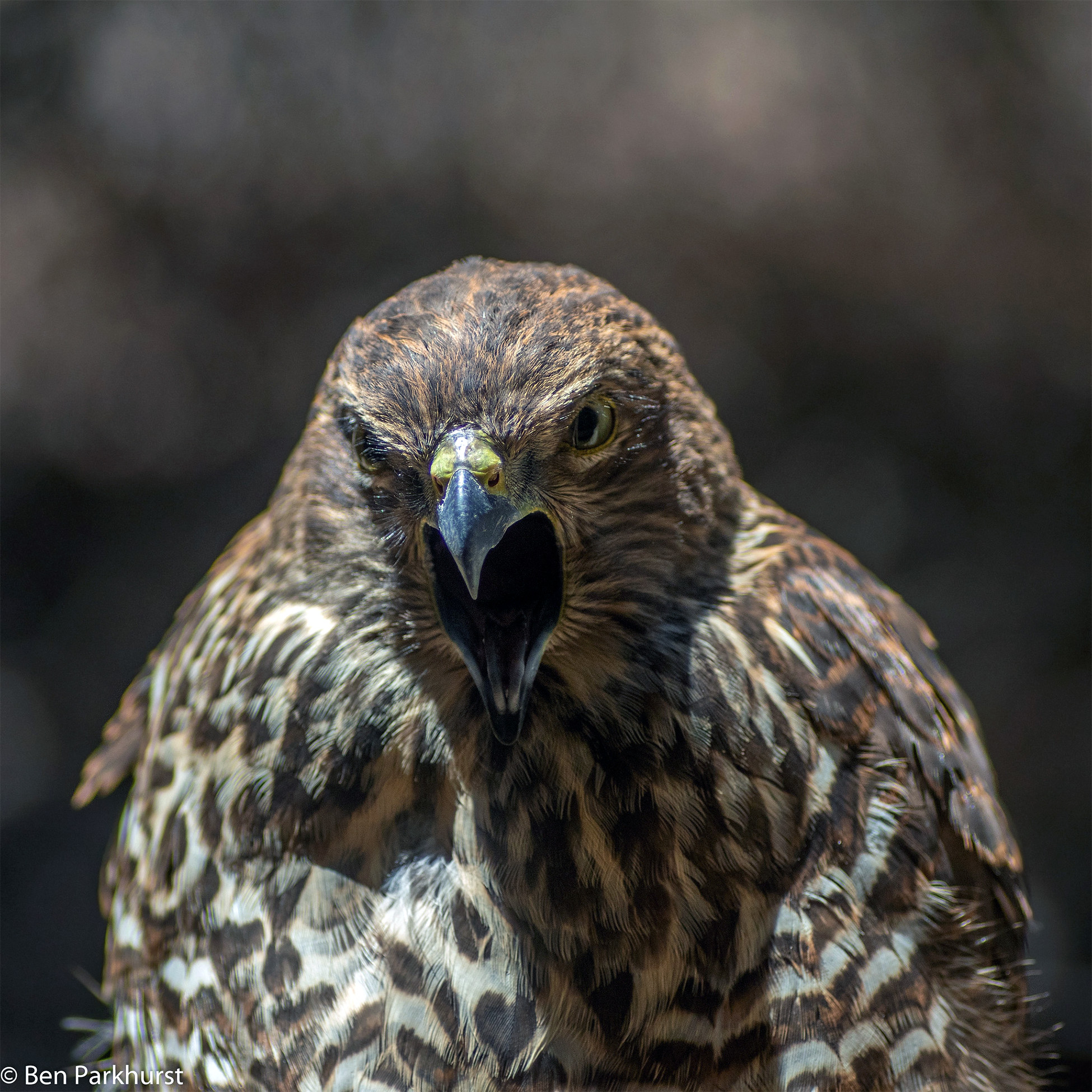 Австралийский бурый ястреб (Accipiter fasciatus) Фото №10