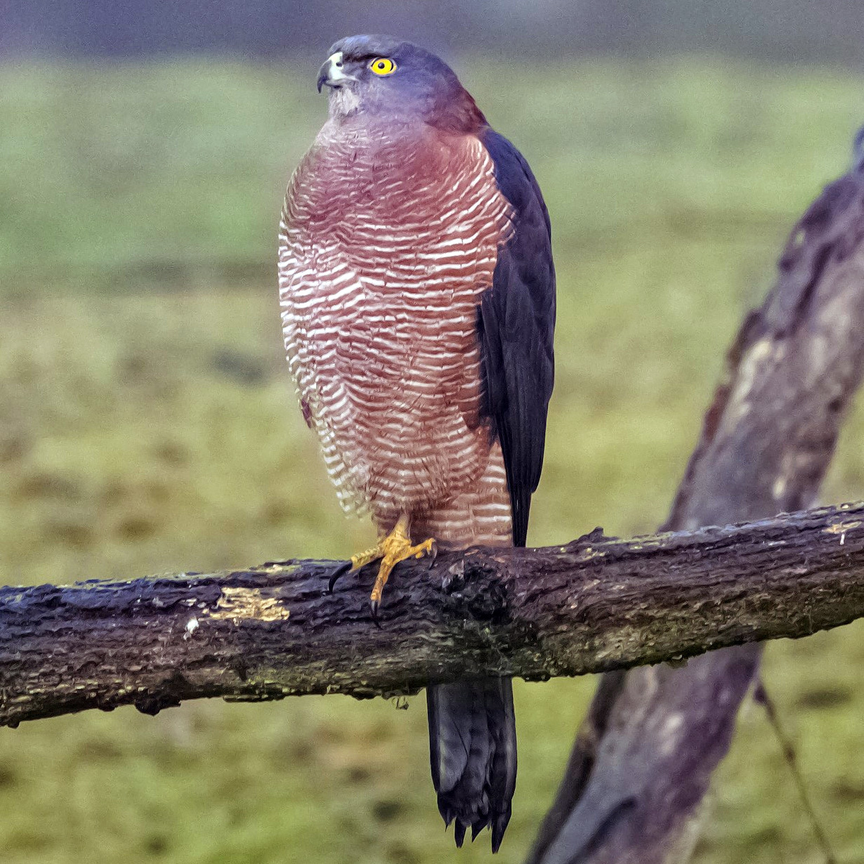Австралийский бурый ястреб (Accipiter fasciatus) Фото №2