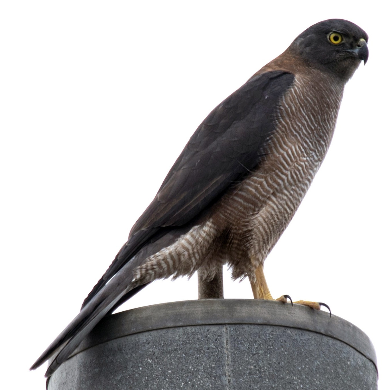 Австралийский бурый ястреб (Accipiter fasciatus) Фото №3