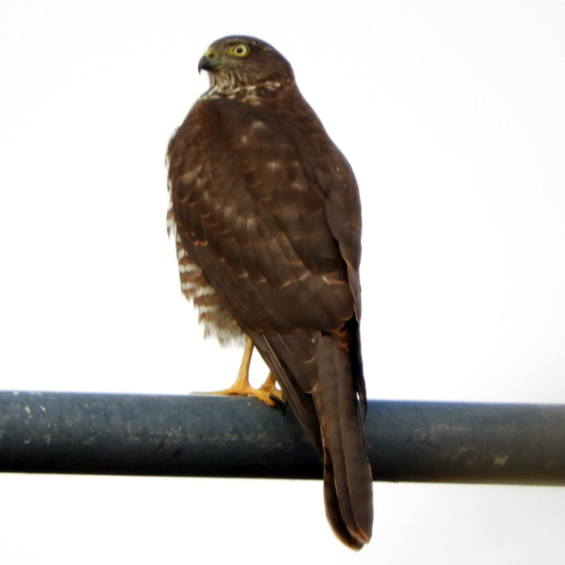Австралийский бурый ястреб (Accipiter fasciatus) Фото №4