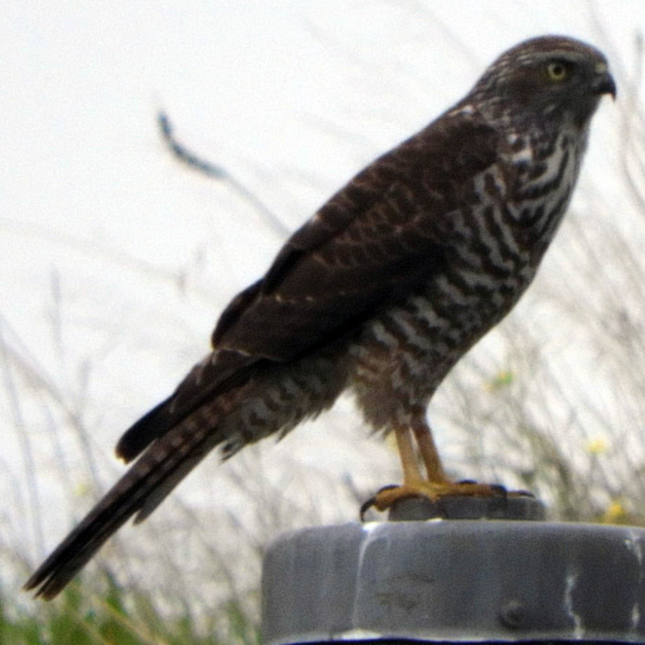 Австралийский бурый ястреб (Accipiter fasciatus) Фото №5