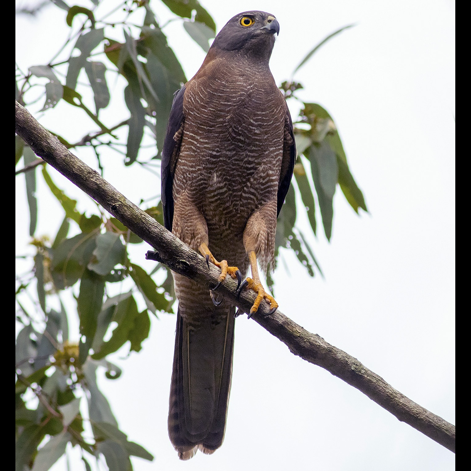 Австралийский бурый ястреб (Accipiter fasciatus) Фото №6