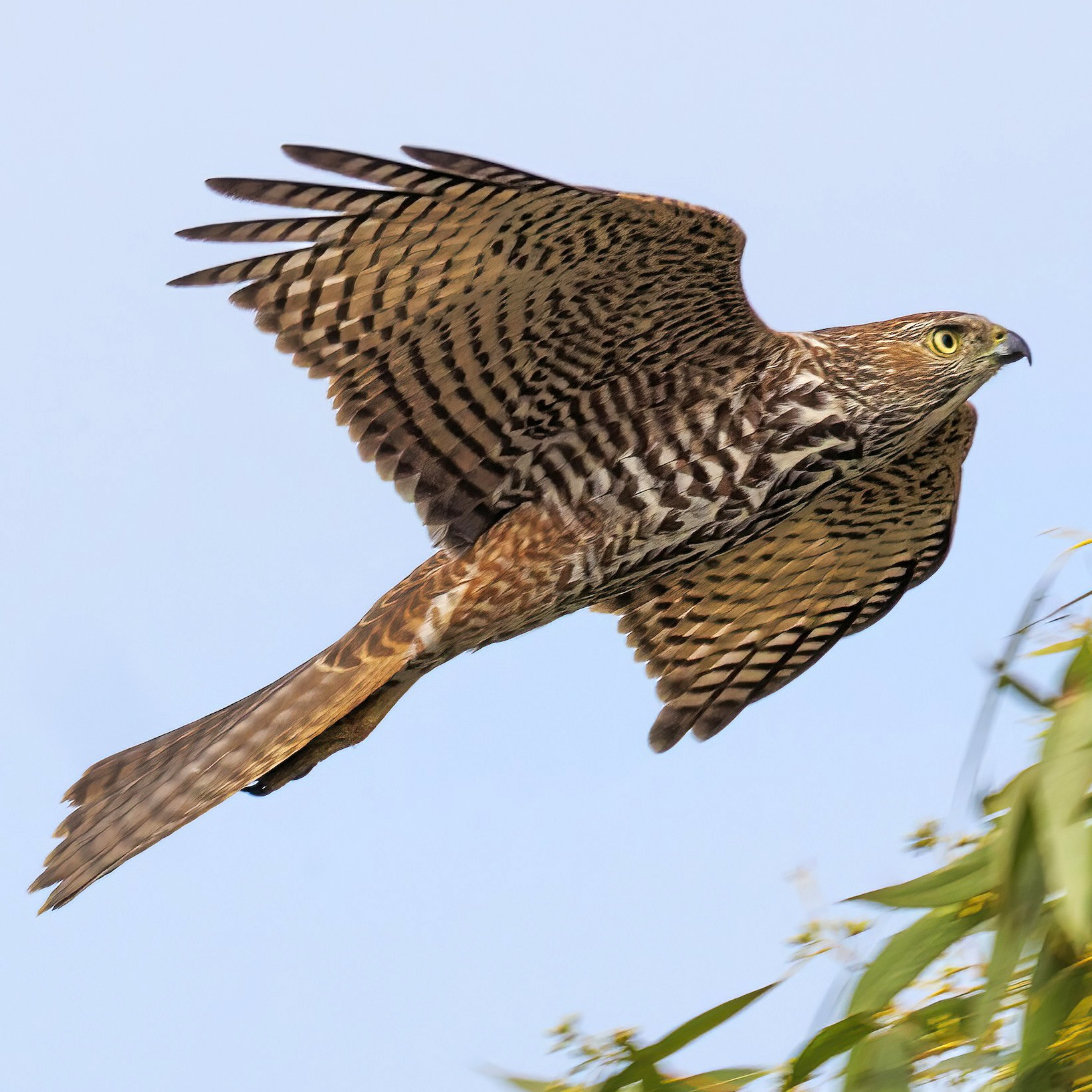 Австралийский бурый ястреб (Accipiter fasciatus) Фото №7