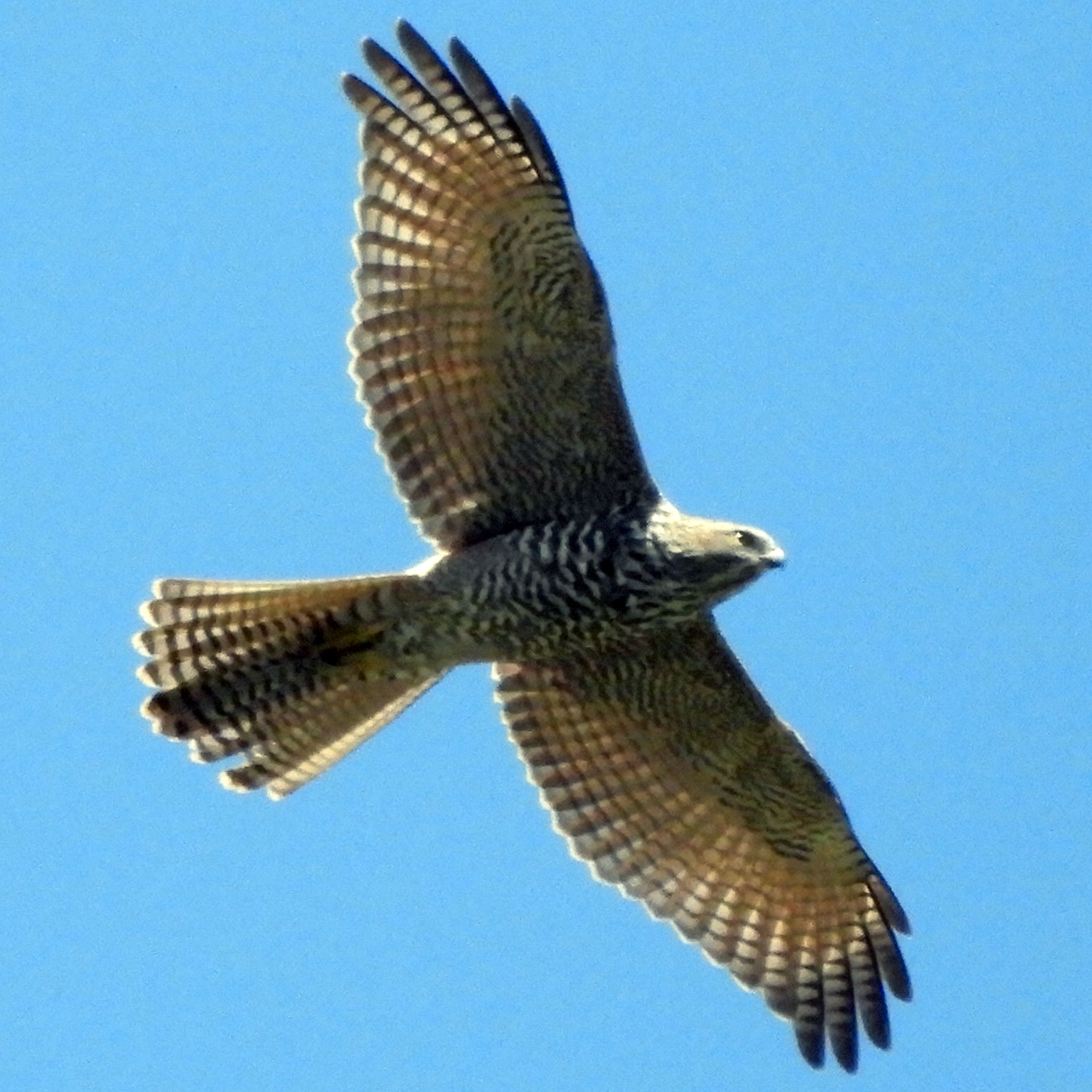 Австралийский бурый ястреб (Accipiter fasciatus) Фото №8