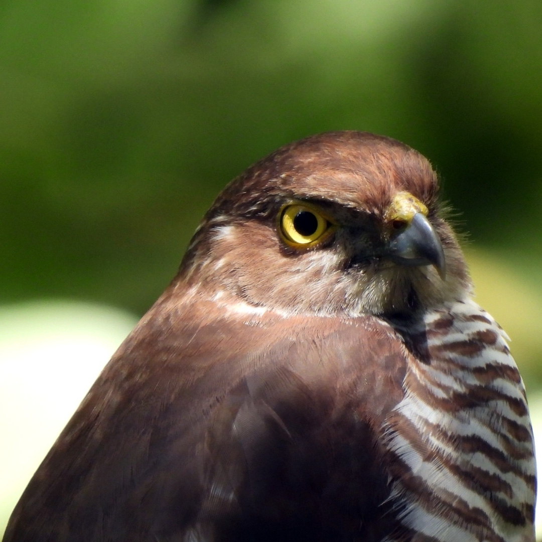 Мадагаскарский ястреб (Accipiter francesiae) Фото №10