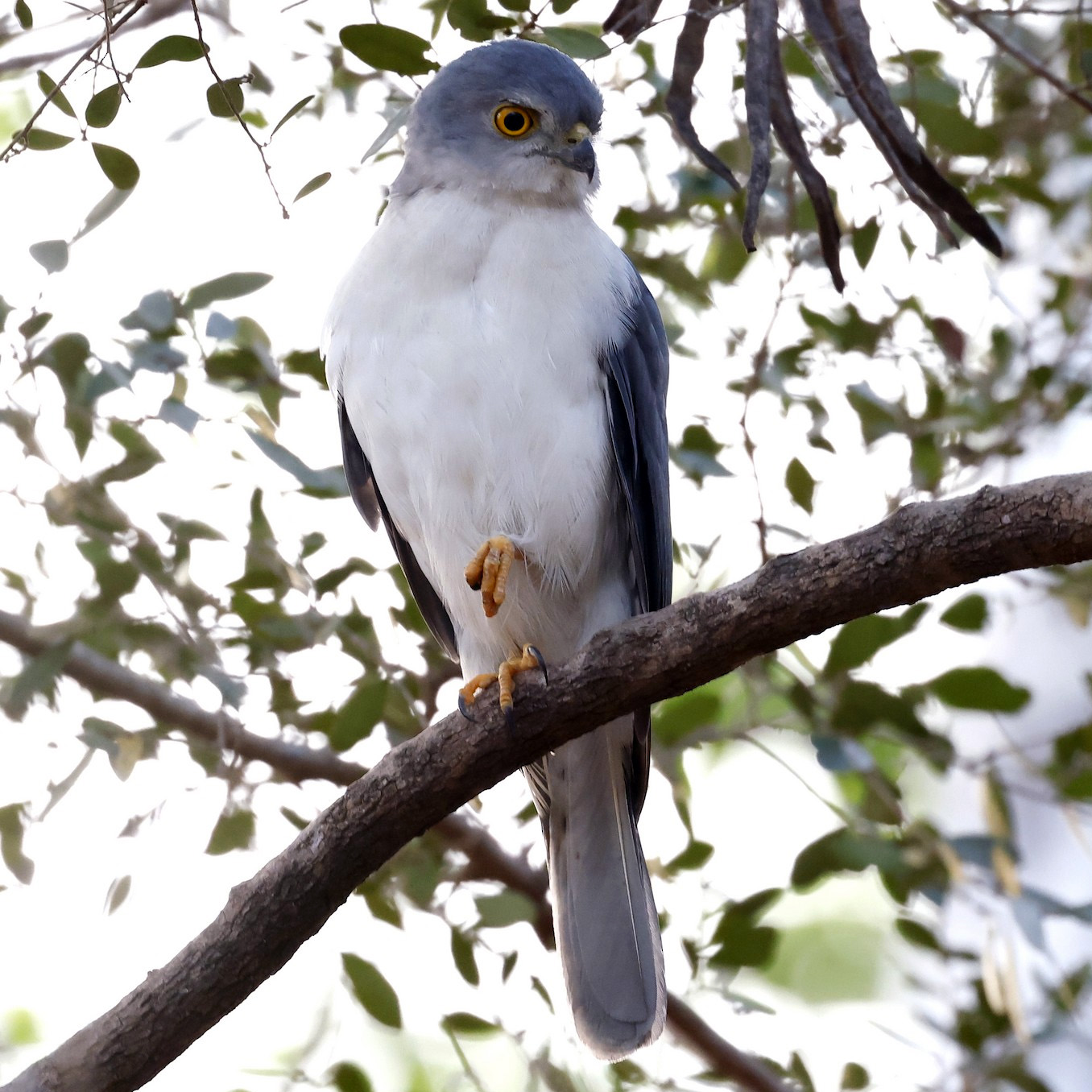 Мадагаскарский ястреб (Accipiter francesiae) Фото №2