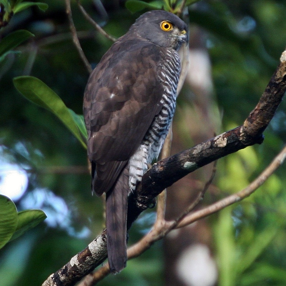 Мадагаскарский ястреб (Accipiter francesiae) Фото №3