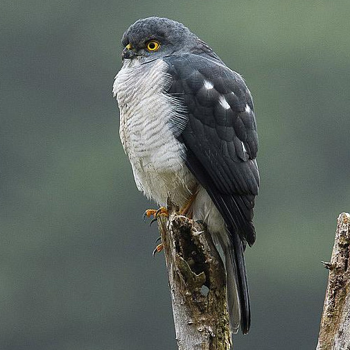 Мадагаскарский ястреб (Accipiter francesiae) Фото №4