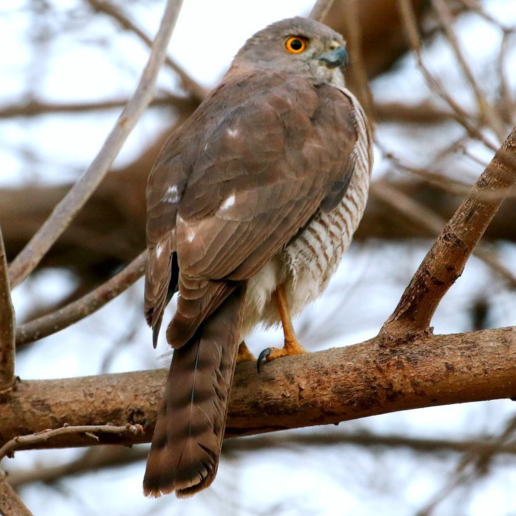 Мадагаскарский ястреб (Accipiter francesiae) Фото №5