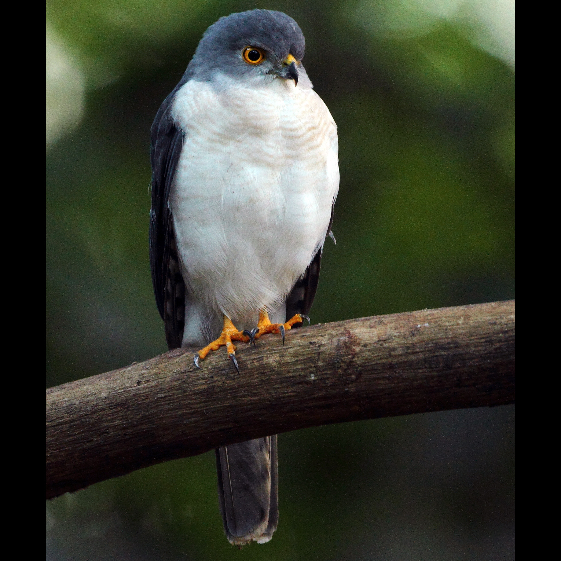 Мадагаскарский ястреб (Accipiter francesiae) Фото №6