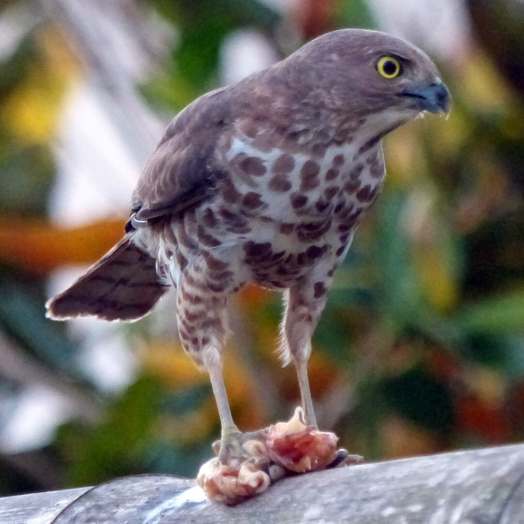 Мадагаскарский ястреб (Accipiter francesiae) Фото №7