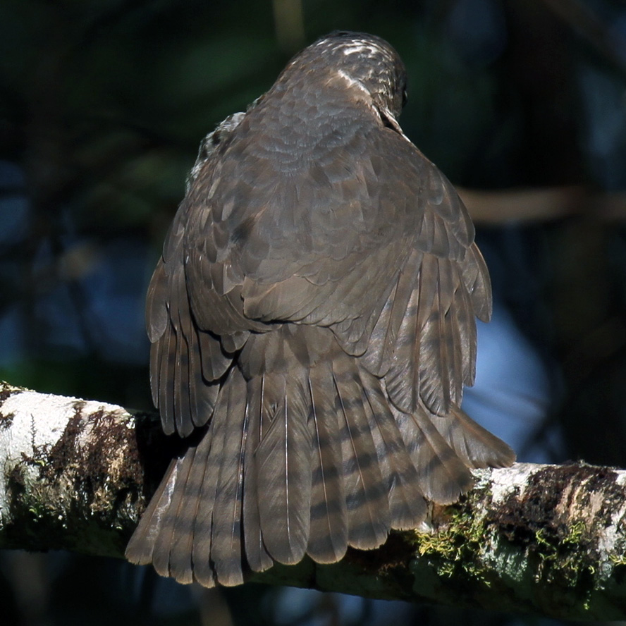 Мадагаскарский ястреб (Accipiter francesiae) Фото №8