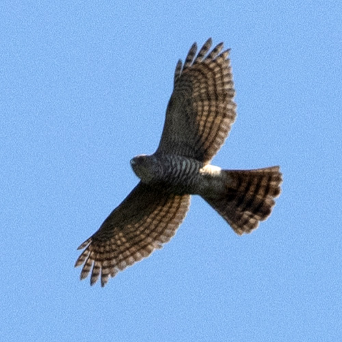 Мадагаскарский ястреб (Accipiter francesiae) Фото №9