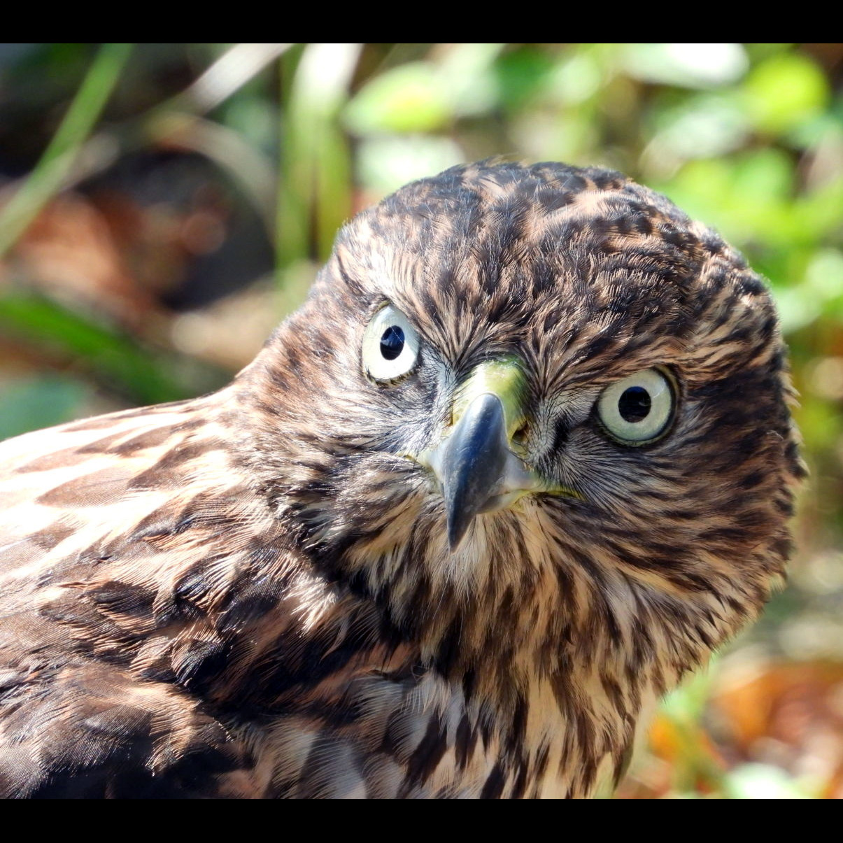 Ястреб-тетеревятник (Accipiter gentilis) Фото №10