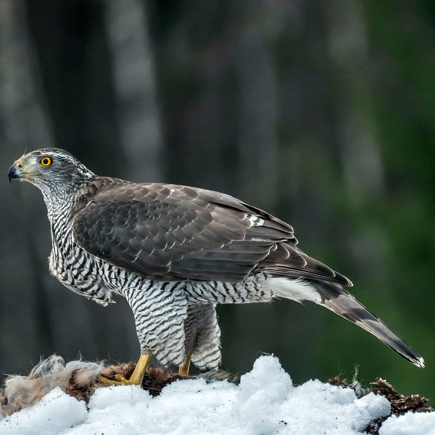 Ястреб-тетеревятник (Accipiter gentilis) Фото №2