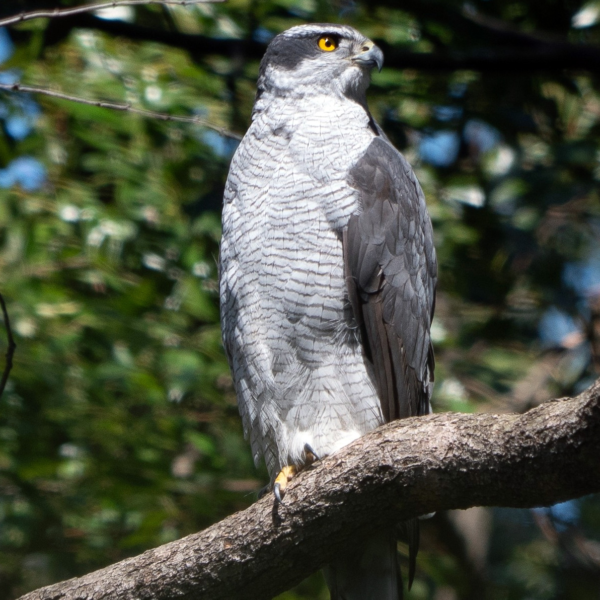 Ястреб-тетеревятник (Accipiter gentilis) Фото №3