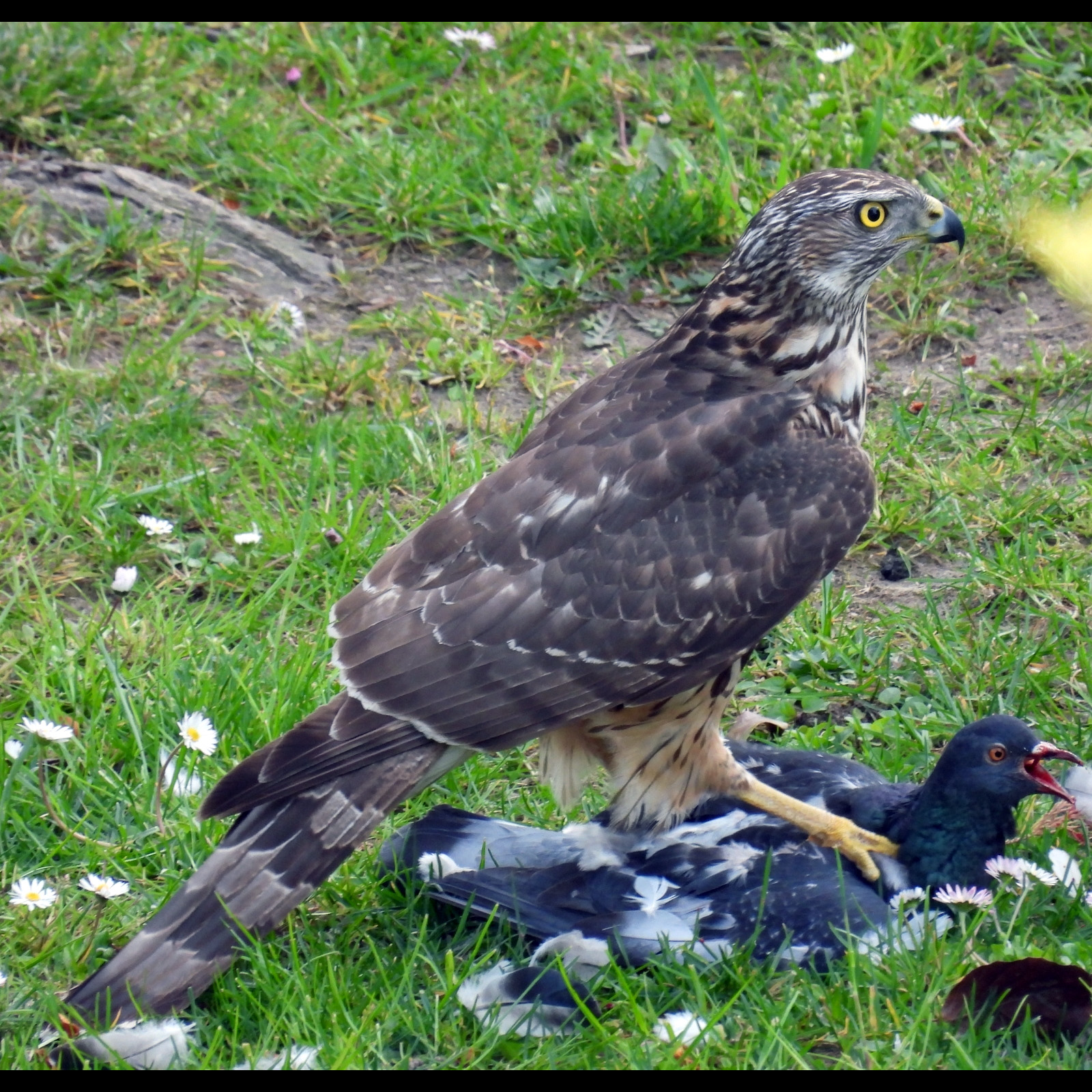 Ястреб-тетеревятник (Accipiter gentilis) Фото №4