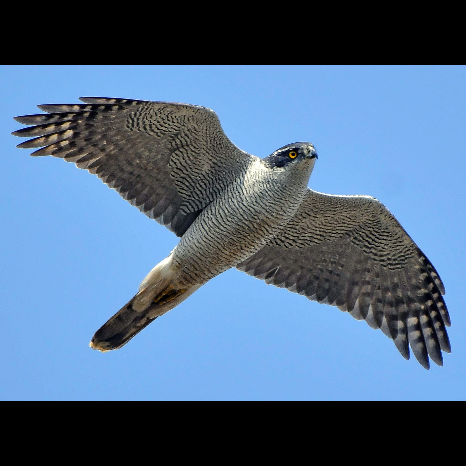 Ястреб-тетеревятник (Accipiter gentilis) Фото №5